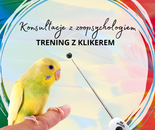 Trénink s Kliekrem pro papoušky – konzultace s behavioristou od ParrotPlanet.cz
