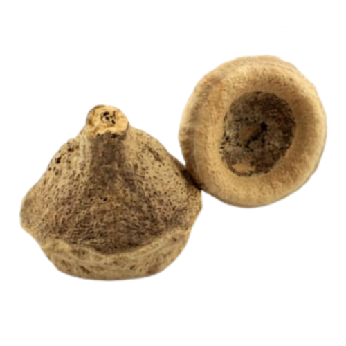 Ořechová čepička na nohu nebo DIY – pro všechny papoušky 1 kus od ParrotPlanet.cz