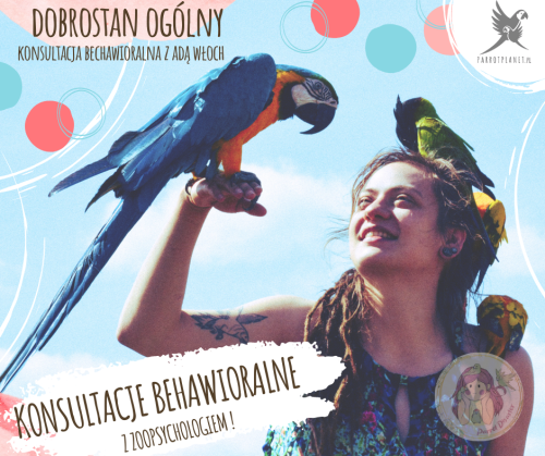 Celkové blaho papoušků – konzultace s behavioristou od ParrotPlanet.cz