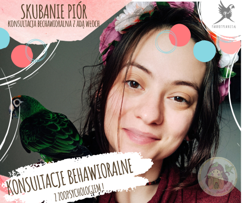 Skubání - Vyškubávání peří u papoušků - Konzultace s behavioristou od ParrotPlanet.cz