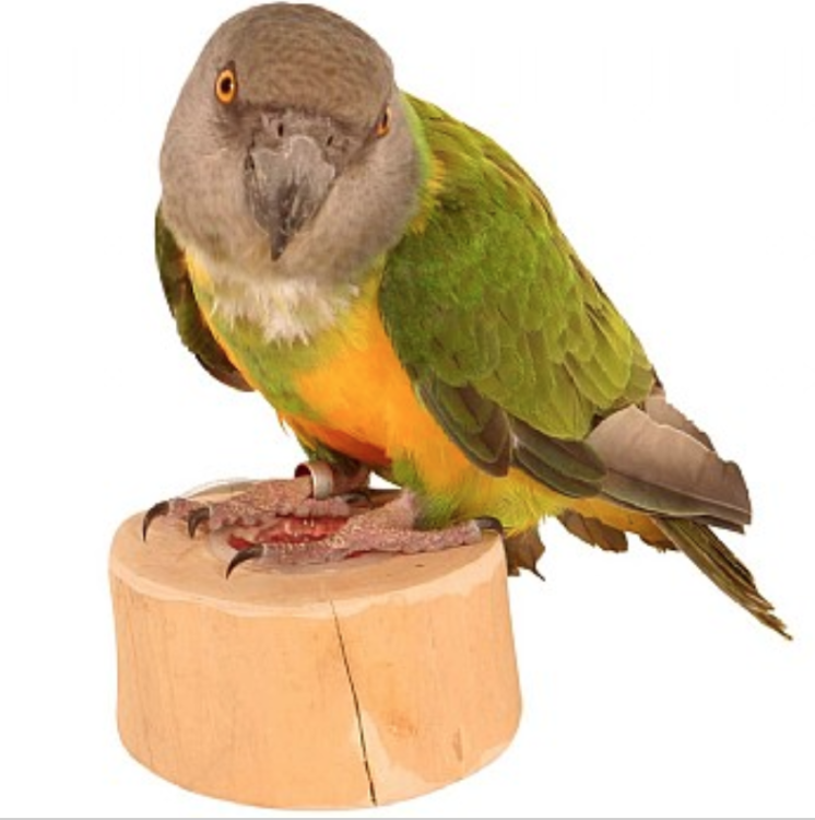 Držák JAVA na želé pro papoušky od ParrotPlanet.cz