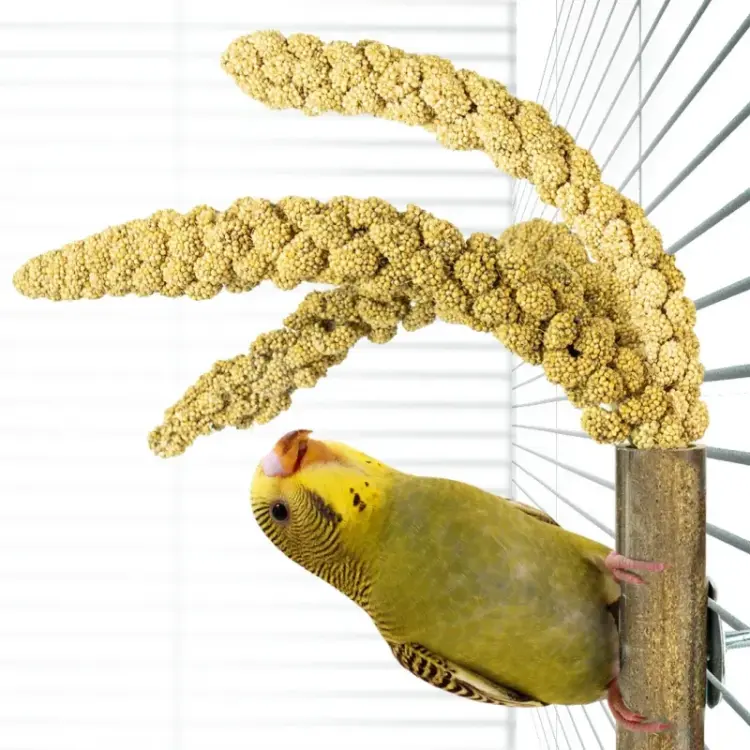 Back Zoo Nature - Držák na proso pro všechny papoušky od ParrotPlanet.cz