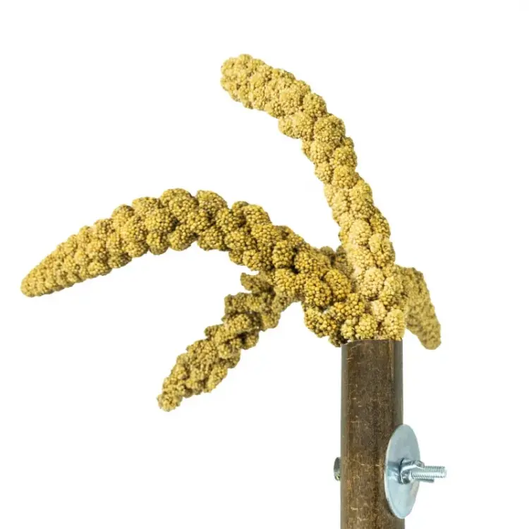 Back Zoo Nature - Držák na proso pro všechny papoušky od ParrotPlanet.cz