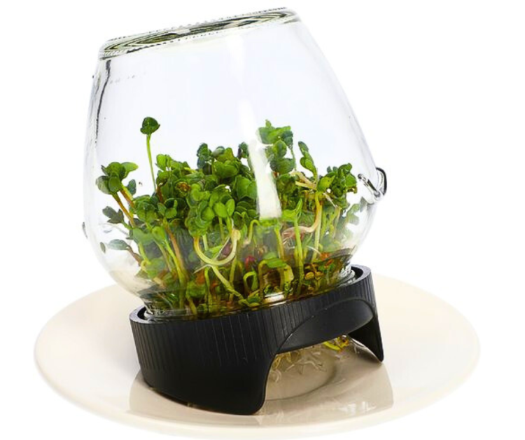 Sklenená nádoba na klíčení | Klíčky pro papoušky | Snadné a spolehlivé klíčení od ParrotPlanet.cz