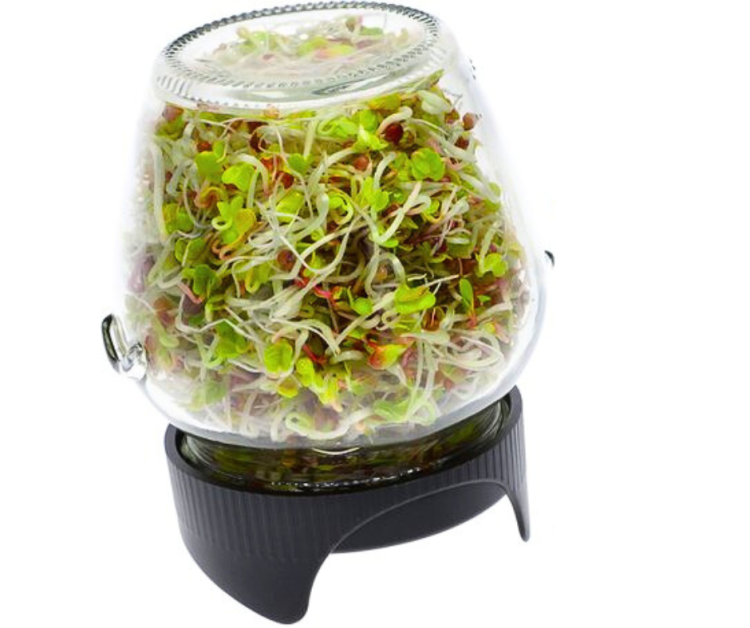 Sklenená nádoba na klíčení | Klíčky pro papoušky | Snadné a spolehlivé klíčení od ParrotPlanet.cz