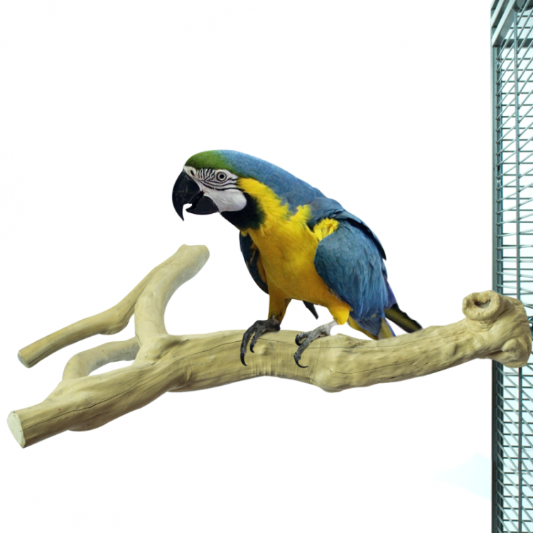 JAVA větev XL - Nezničitelná tyč z javového dřeva pro největší papoušky od ParrotPlanet.cz