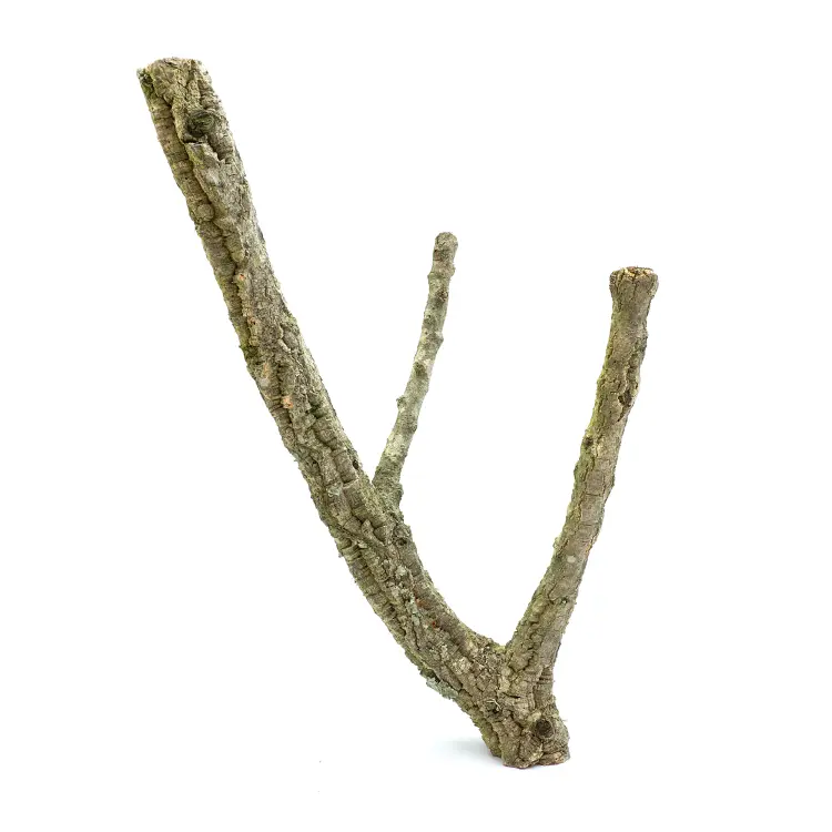 Bidlo z korkového dubu – pro velké papoušky 50 cm od ParrotPlanet.cz