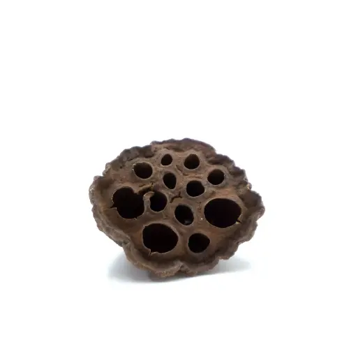 Přírodní sušený lotos – pro všechny papoušky od ParrotPlanet.cz