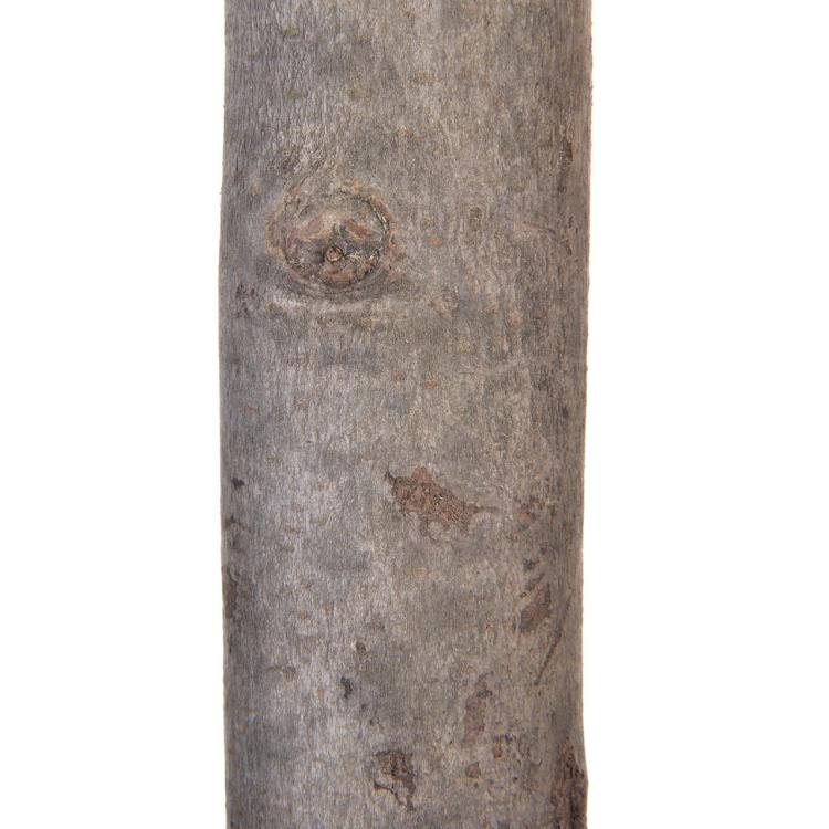 Dřevěná tyč s otočným blokem – odpočinek a zábava pro papoušky | 35 cm od ParrotPlanet.cz