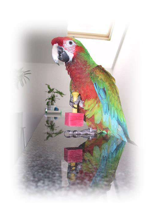 Lízátka 10 ks – Hračka do tlapky pro papoušky od ParrotPlanet.cz