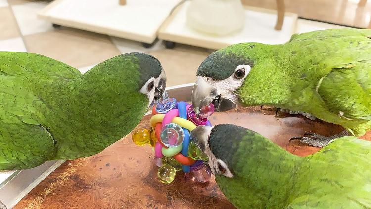 Dudlíky na tlapky | super hračka pro všechny papoušky od ParrotPlanet.cz