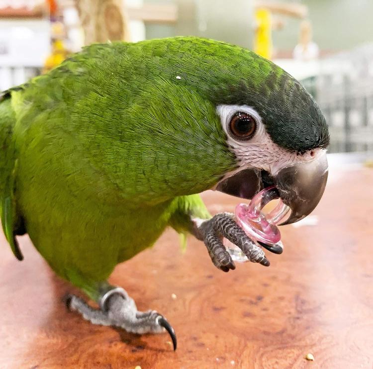 Dudlíky na tlapky | super hračka pro všechny papoušky od ParrotPlanet.cz