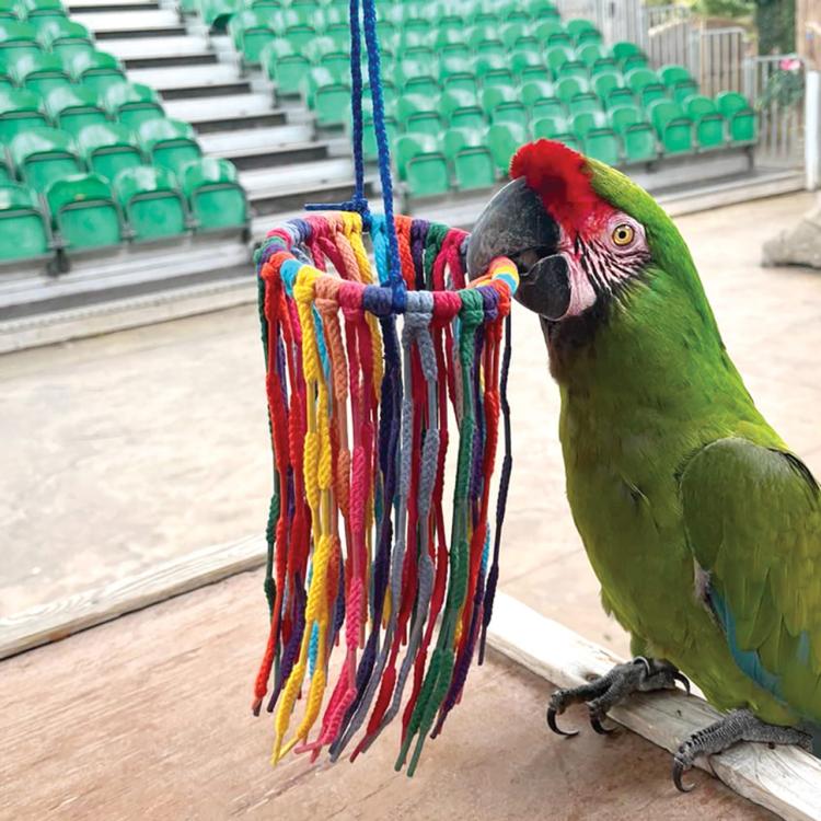 Papouščí Makramé | Barevná hračka pro papoušky od ParrotPlanet.cz