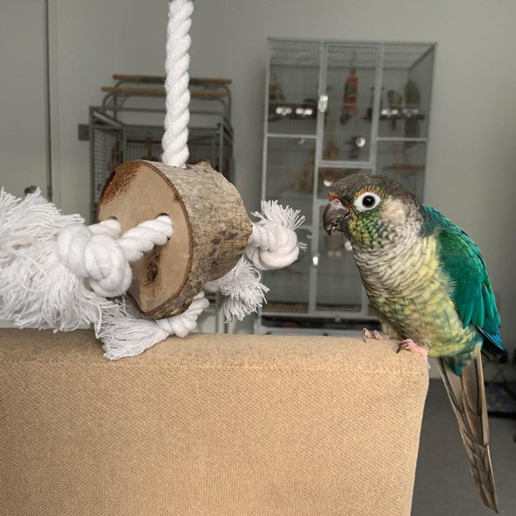 Jednoduchá a zábavná hračka | Přírodní dřevěná hračka pro papoušky od ParrotPlanet.cz