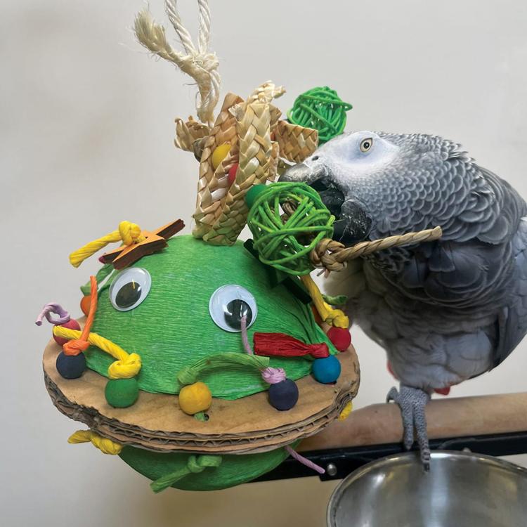 Re Re Kum Kum | Úžasná veselá hračka | Piniata | pro všechny papoušky od ParrotPlanet.cz