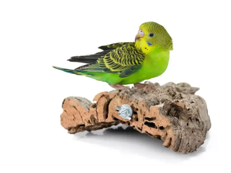 Přírodní bidélko z kůry korkového dubu S | pro malé a střední papoušky | korkové bidélko pro papoušky od ParrotPlanet.cz