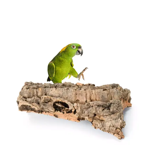 Přírodní tyčinka z kůry korkového dubu M | pro střední papoušky | korek pro papoušky od ParrotPlanet.cz