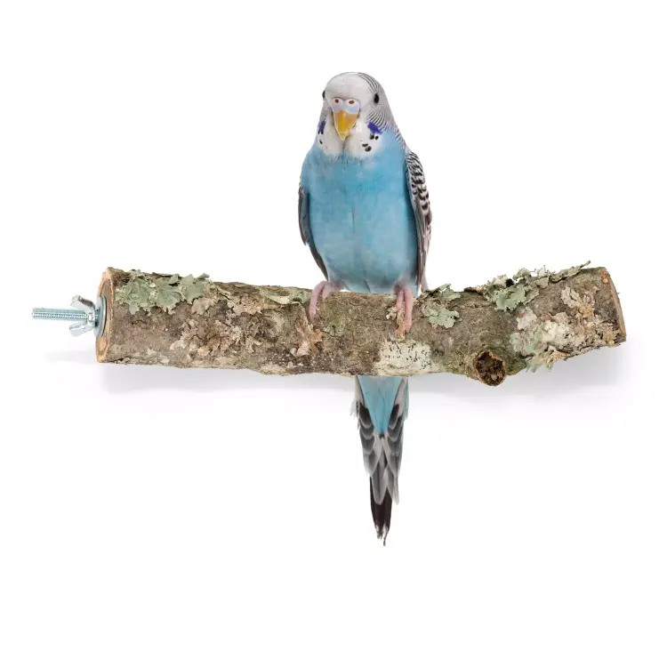 Přírodní tyčinka z větví korkového dubu S | pro malé a střední papoušky | korek pro papoušky od ParrotPlanet.cz