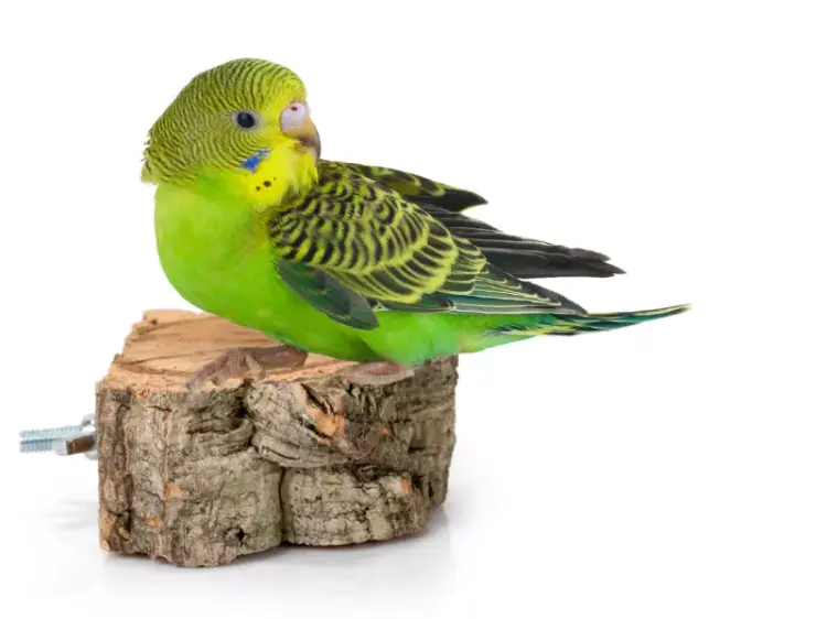 Stůl z korkového dubu pro papoušky velikosti S od ParrotPlanet.cz