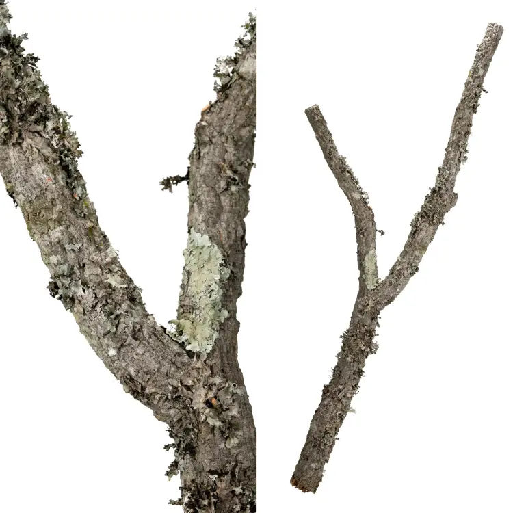 Přírodní větev – kůra z korkového dubu | pro střední papoušky | korek pro papoušky od ParrotPlanet.cz