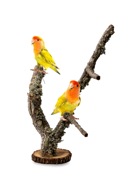 Stojan pro papoušky | Strom z korkového dubu | na stůl pro papoušky | 40 cm od ParrotPlanet.cz