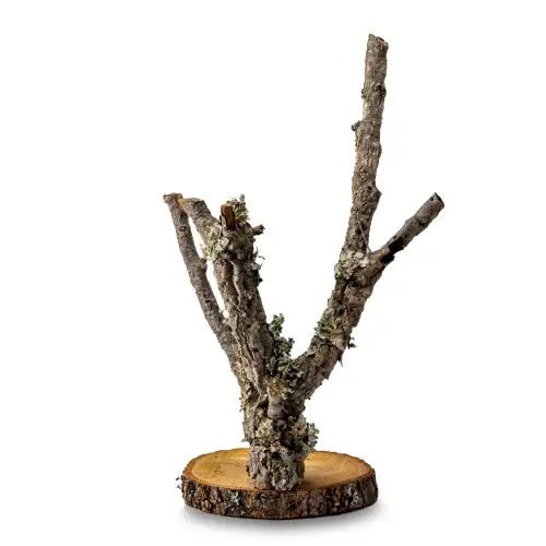 Stojan pro papoušky | Strom z korkového dubu | na stůl pro střední papoušky | 60 cm od ParrotPlanet.cz