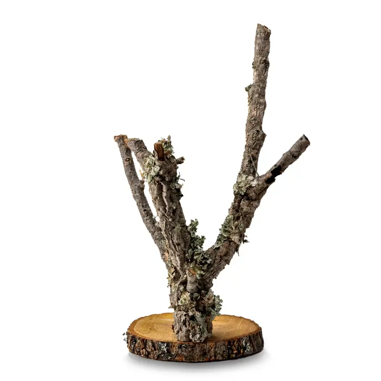 Stojan pro papoušky | Strom z korkového dubu | na stůl pro střední papoušky | 60 cm od ParrotPlanet.cz