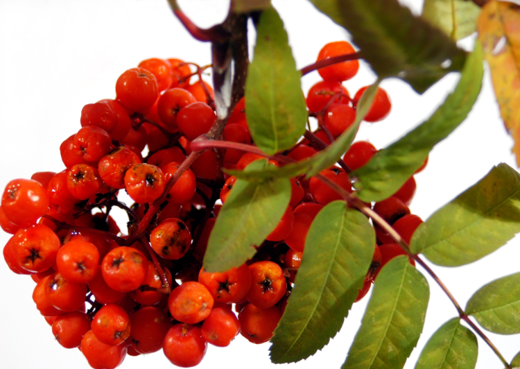 Premium Parrot Food – Bio Jeřabina – pro všechny papoušky 150 g  od ParrotPlanet.cz