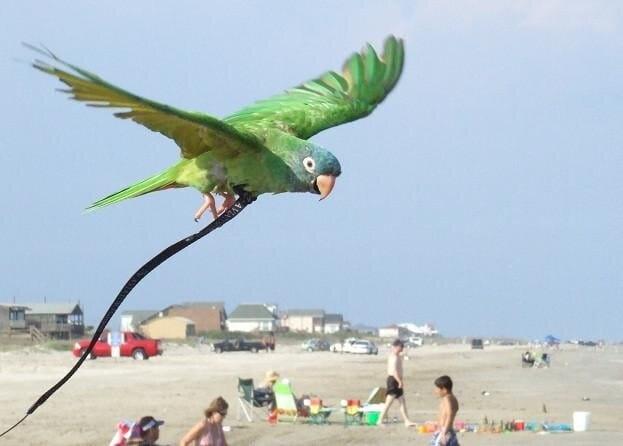 Prodloužení popruhů Aviator 6 metrů od ParrotPlanet.cz