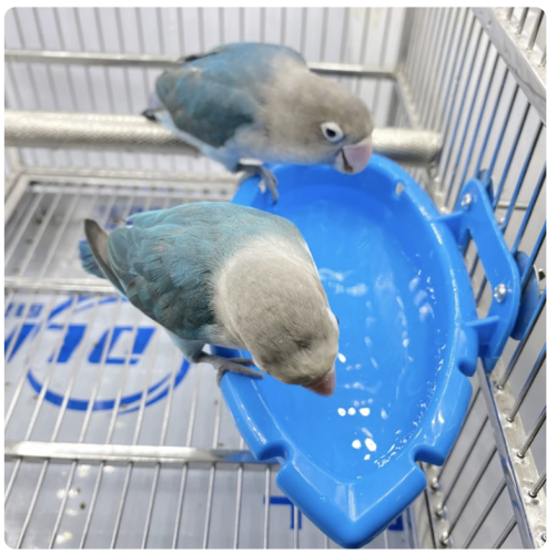 Skvělý bazén | pro všechny druhy papoušků od ParrotPlanet.cz