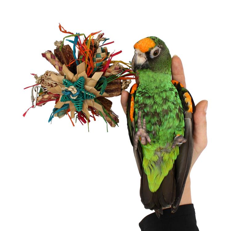 Mini disky  - Hračka pro  malé a střední papoušky od ParrotPlanet.cz