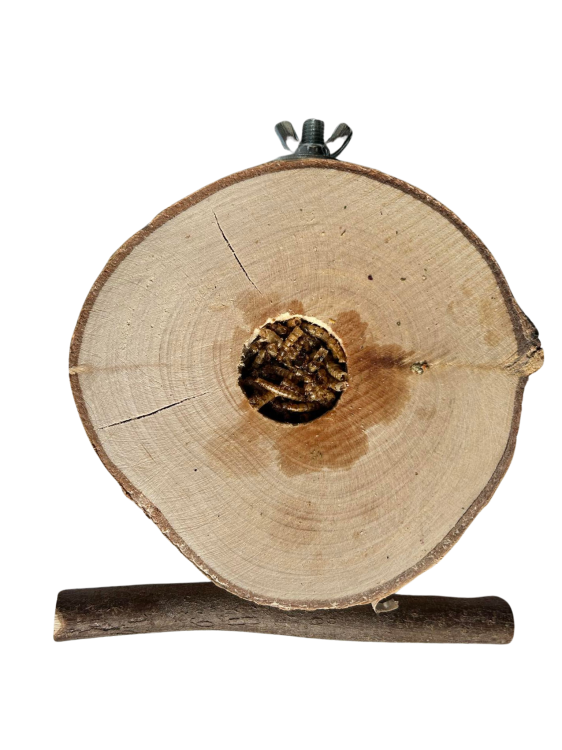 Březový stolek s larvami moučky – pro malé a střední papoušky od ParrotPlanet.cz