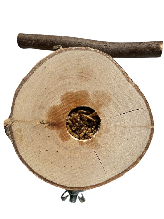 Březový stolek s larvami moučky – pro malé a střední papoušky od ParrotPlanet.cz