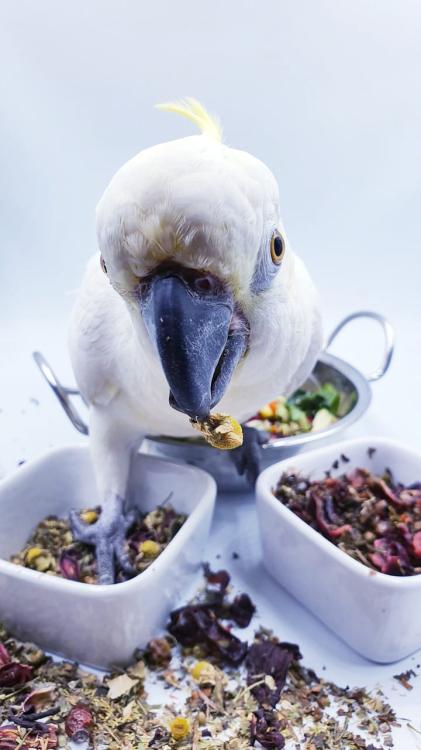 Polly's Natural Golden Blossom Organic - Bylinný čaj pro papoušky 100 g od ParrotPlanet.cz