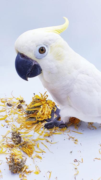 Polly's Natural Eternal Feathers Organic – Organický čaj pro papoušky 40 g od ParrotPlanet.cz