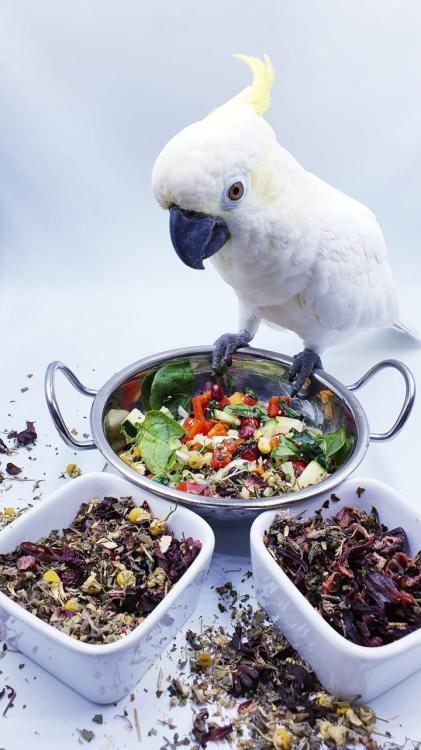 Polly's Nature Boost – Organický čaj pro papoušky 50 g od ParrotPlanet.cz