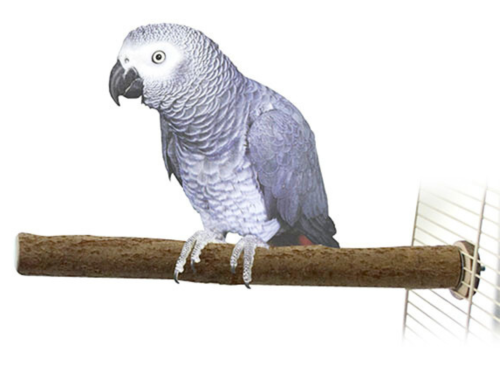 Tyč z ořechového dřeva pro velké a střední papoušky 40 x 2,5 cm od ParrotPlanet.cz