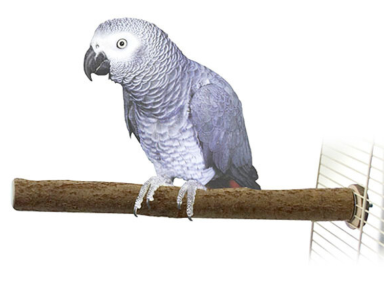 Tyč z ořechového dřeva pro velké a střední papoušky 40 x 2,5 cm od ParrotPlanet.cz