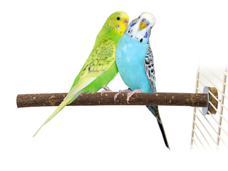 Tyč pro malé papoušky z ořechového dřeva 25 x 1,7 cm od ParrotPlanet.cz