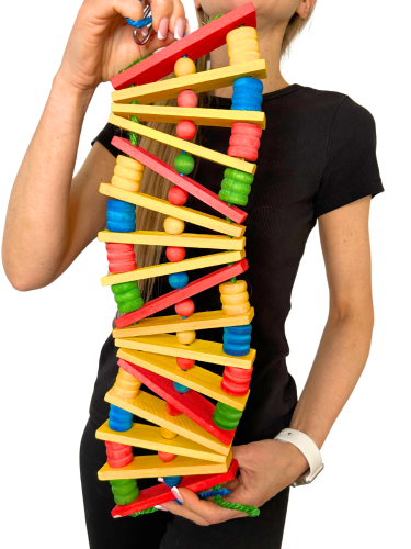 Šílená žebřík XXL 65 cm - pro střední a velké papoušky od ParrotPlanet.cz