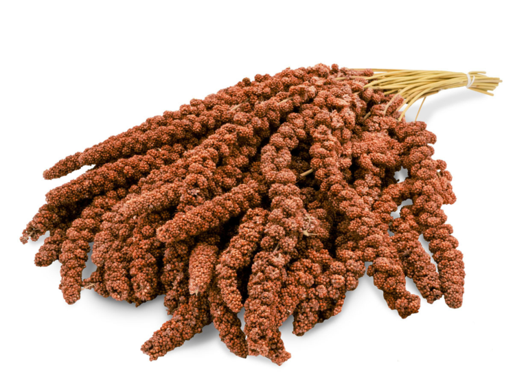JR FARM Spray Millet red – červené proso v klasech 1 kg od ParrotPlanet.cz