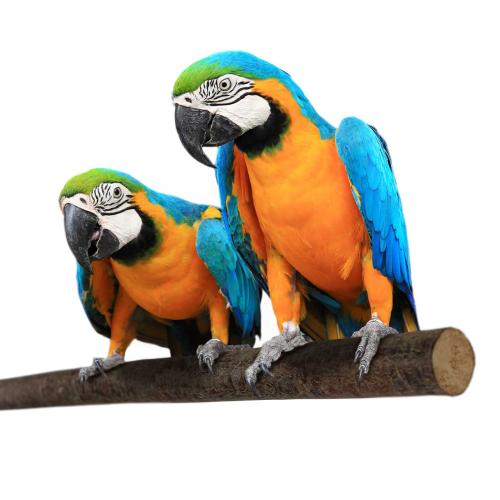 Přírodní tyč s kůrou PRO PAPUCHALKY – 1 m, velikost L/XL – bez upevnění od ParrotPlanet.cz