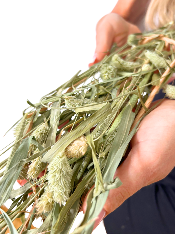 JR FARM Kanárské semínko v klasech k chroupání pro všechny papoušky 20 g od ParrotPlanet.cz