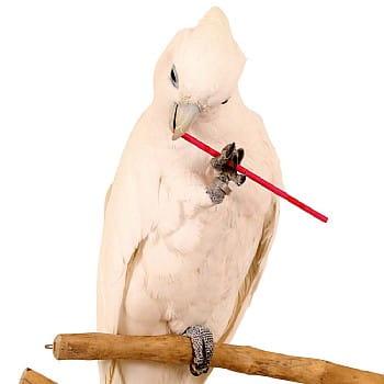 Přírodní barevné tyčinky – hračka do tlapky nebo DIY pro všechny papoušky, 20 ks od ParrotPlanet.cz