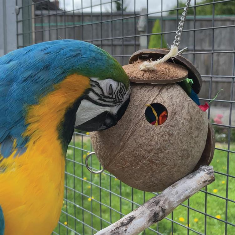 CoCo Loco | Kokosová přírodní hračka pro papouškyod ParrotPlanet.cz