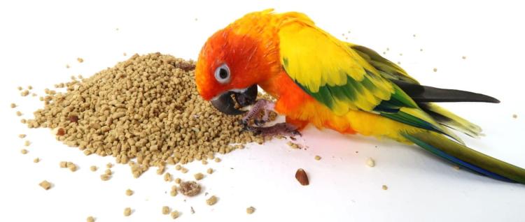 VETAFARM- PARROT ESSENTIALS - Celoroční granulát OŘECHOVO-OVOCOVÝ pro VŠECHNY PAPOUŠKY 2 kg od ParrotPlanet.cz