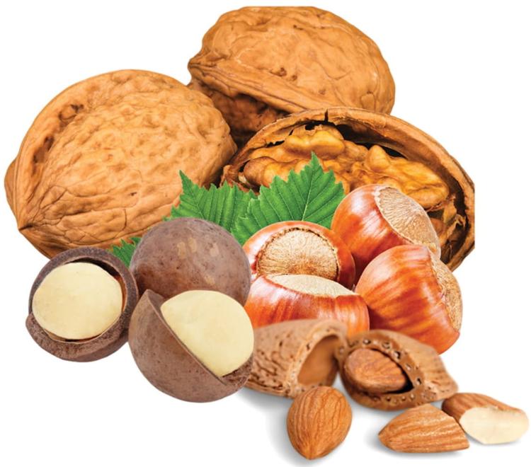 Your Parrot Wild Nuts in Shells Parrot Treat – ořechová směs pro střední a velké papoušky 1 kg od ParrotPlanet.cz