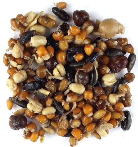 Přírodně předklíčená semena pro velké papoušky – 370 ml od ParrotPlanet.cz