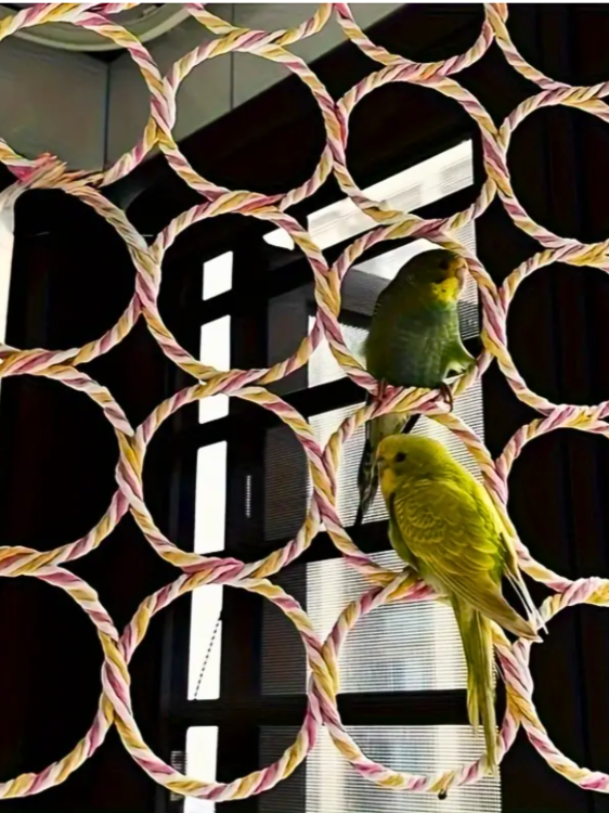 Kolečka na věšáku – Lezení pro malé a střední papoušky od ParrotPlanet.cz