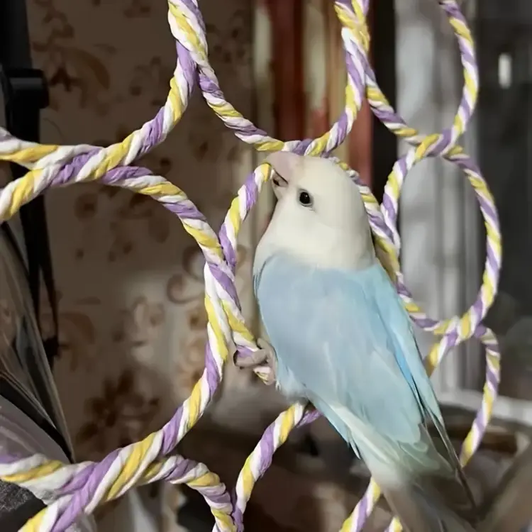 Kolečka na věšáku – Lezení pro malé a střední papoušky od ParrotPlanet.cz